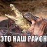vlad075